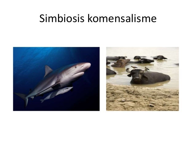Komunitas 2