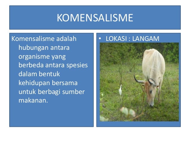 Komunitas dan pengaruh suhu matahari terhadap tumbuhan