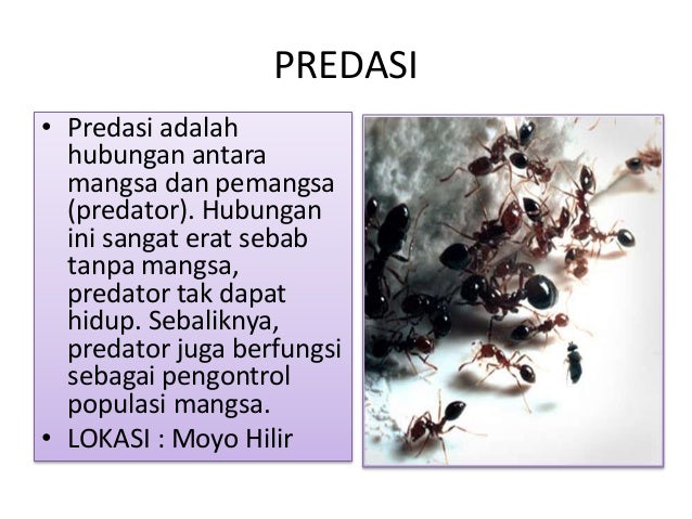 Komunitas dan pengaruh suhu matahari terhadap tumbuhan