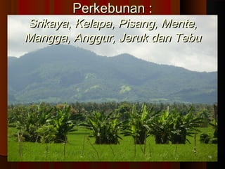 PPeerrkkeebbuunnaann :: 
SSrriikkaayyaa,, KKeellaappaa,, PPiissaanngg,, MMeennttee,, 
MMaannggggaa,, AAnngggguurr,, JJeerruukk ddaann TTeebbuu 
1166 
 