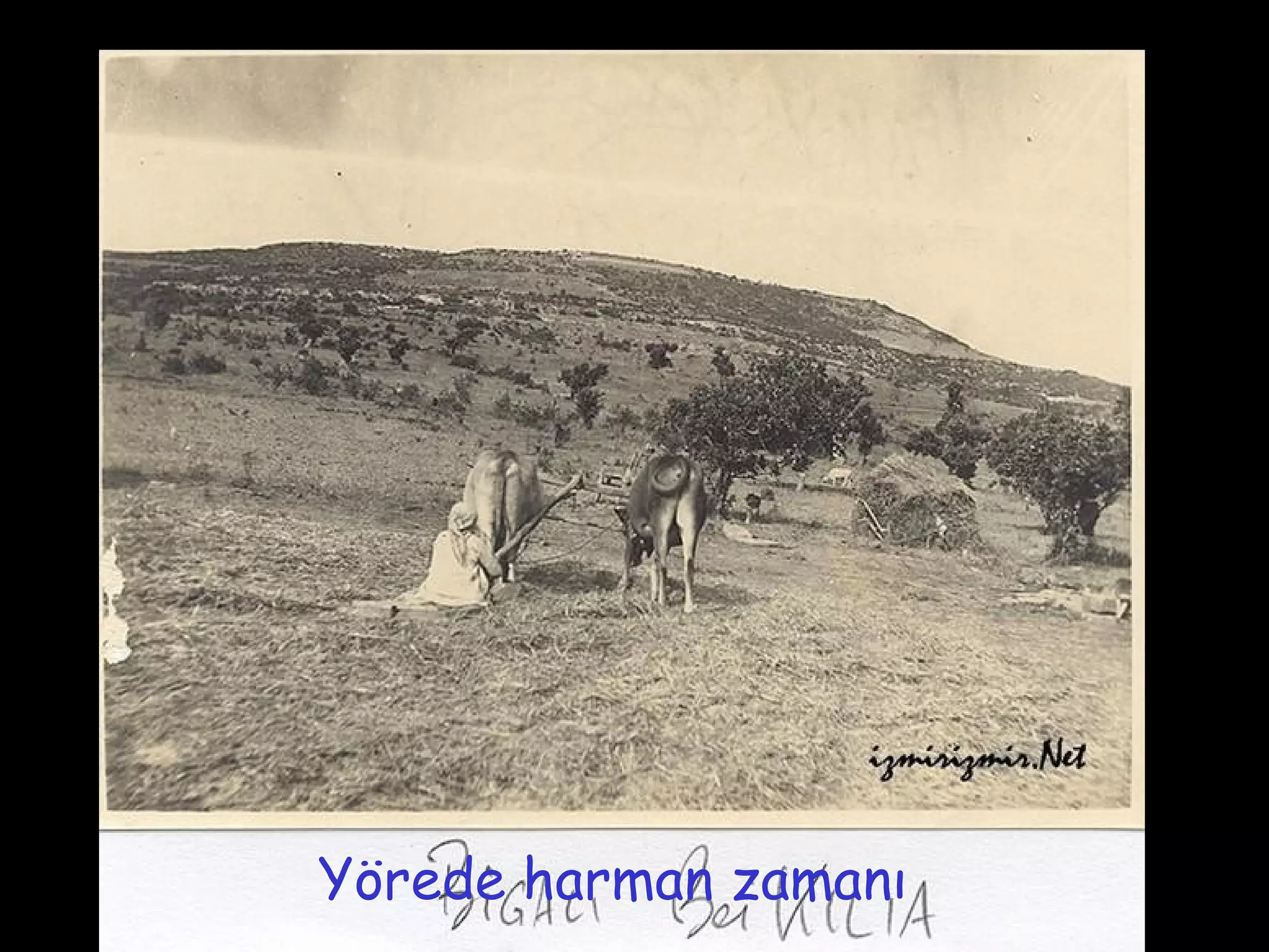 Yörede harman zamanı
 