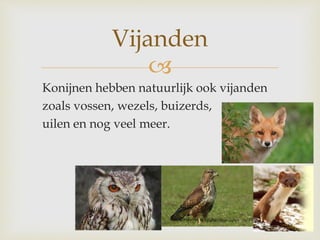 
Konijnen hebben natuurlijk ook vijanden
zoals vossen, wezels, buizerds,
uilen en nog veel meer.
Vijanden
 