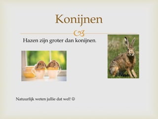 
Konijnen
Hazen zijn groter dan konijnen.
Natuurlijk weten jullie dat wel! 
 