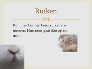 
Konijnen kunnen beter ruiken dan
mensen. Hun neus gaat dan op en
neer.
Ruiken
 