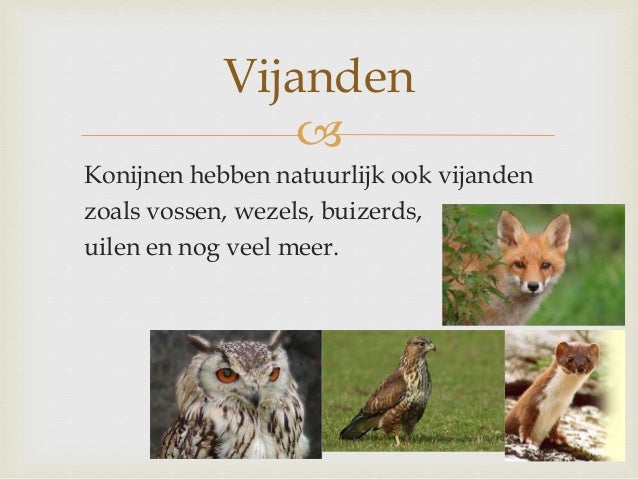 Konijnen Spreekbeurt Noa