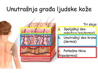 Unutrašnja građa ljudske kože
Tri sloja:
a. Spoljašnji deo-
pokožica (epidermis)
b. Unutrašnji deo-krzno
(dermis)
c. Potkožno tkivo
(hipodermis)
 