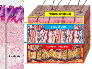 POKOŽICA (EPIDERMIS)
KRZNO (DERMIS)
POKOŽICA (EPIDERMIS)
 