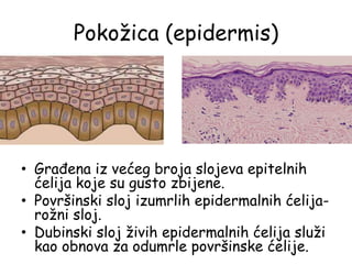 Pokožica (epidermis)
• Građena iz većeg broja slojeva epitelnih
ćelija koje su gusto zbijene.
• Površinski sloj izumrlih epidermalnih ćelija-
rožni sloj.
• Dubinski sloj živih epidermalnih ćelija služi
kao obnova za odumrle površinske ćelije.
 