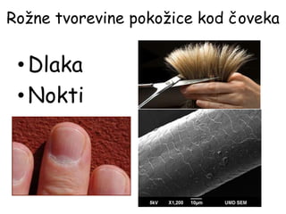 Rožne tvorevine pokožice kod čoveka
• Dlaka
• Nokti
 