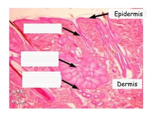 Folikul dlake
Lojna žlezda
Znoja žlezda
Epidermis
Dermis
 
