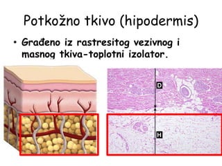 Potkožno tkivo (hipodermis)
• Građeno iz rastresitog vezivnog i
masnog tkiva-toplotni izolator.
 
