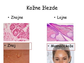 Kožne žlezde
• Znojne • Lojne
• Masnoća kože• Znoj
 