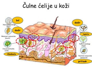 Čulne ćelije u koži
bol
dodir
Hladnoća
dodir
toplota
pritisak
 