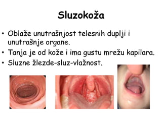 Sluzokoža
• Oblaže unutrašnjost telesnih duplji i
unutrašnje organe.
• Tanja je od kože i ima gustu mrežu kapilara.
• Sluzne žlezde-sluz-vlažnost.
 