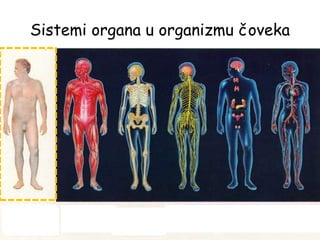 Sistemi organa u organizmu čoveka
Kožni sistem Mišićni sistem
Skeletni
sistem
Nervni sistem
Endokrini
sistem
Cirkulatorni
sistem
 