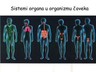 Sistemi organa u organizmu čoveka
Limfni sistem
Respiratorni
sistem
Digestivni
sistem
Urinarni
sistem
Reproduktivni sistem
 