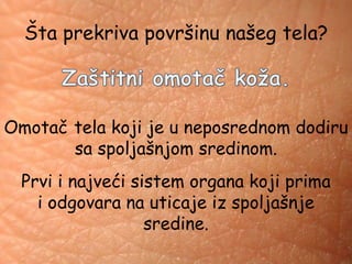 Šta prekriva površinu našeg tela?
Omotač tela koji je u neposrednom dodiru
sa spoljašnjom sredinom.
Prvi i najveći sistem organa koji prima
i odgovara na uticaje iz spoljašnje
sredine.
 