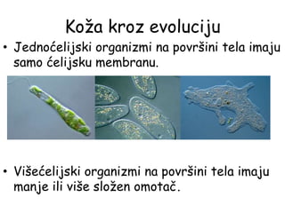 Koža kroz evoluciju
• Jednoćelijski organizmi na površini tela imaju
samo ćelijsku membranu.
• Višećelijski organizmi na površini tela imaju
manje ili više složen omotač.
 
