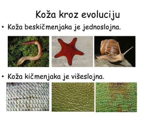 • Koža beskičmenjaka je jednoslojna.
• Koža kičmenjaka je višeslojna.
Koža kroz evoluciju
 