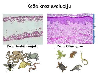 Koža kroz evoluciju
Koža beskičmenjaka Koža kičmenjaka
 