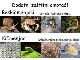 Dodatni zaštitni omotači
Beskičmenjaci
Kičmenjaci
Kutikula, ljuštura, oklop...
Krljušt, rožne ploče, perje, dlaka
 