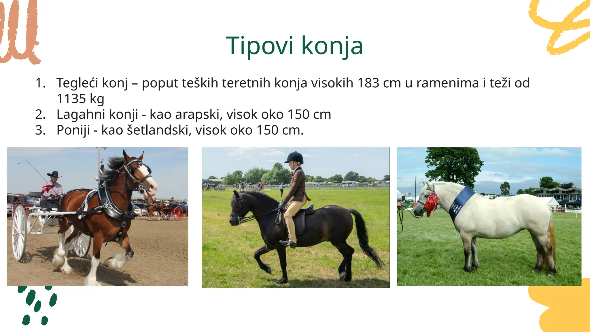 Konj Porijeklo I Podjjela Konja Sa Slikama pptx Konj Porijeklo I Podjjela Konja Sa Slikama pptx