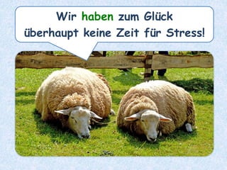 Wir haben zum Glück
überhaupt keine Zeit für Stress!
 