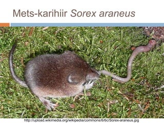 Mets-karihiir Sorex araneus<br />http://upload.wikimedia.org/wikipedia/commons/6/6c/Sorex-araneus.jpg<br />