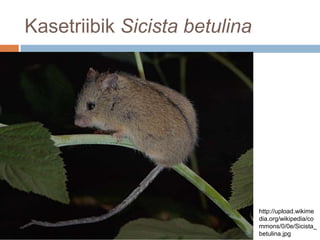 Kasetriibik Sicista betulina<br />http://upload.wikimedia.org/wikipedia/commons/0/0e/Sicista_betulina.jpg<br />