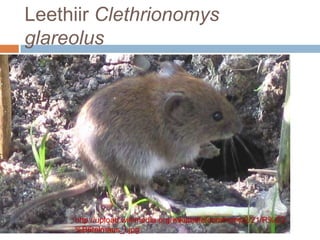 Leethiir Clethrionomys glareolus<br />http://upload.wikimedia.org/wikipedia/commons/2/21/R%C3%B6telmaus_I.jpg<br />