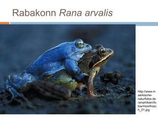 Rabakonn Rana arvalis<br />http://www.maerkische-naturfotos.de/amphibien/fotos/moorfrosch_01.jpg<br />