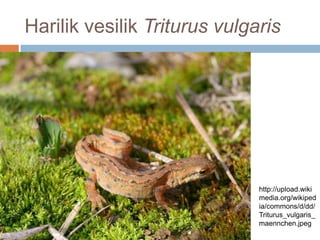 Harilik vesilik Triturus vulgaris<br />http://upload.wikimedia.org/wikipedia/commons/d/dd/Triturus_vulgaris_maennchen.jpeg...