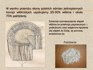 W wyniku przerobu słomy polskich odmian jednopiennych
konopi włóknistych uzyskujemy 25-30% włókna i około
70% paździerzy.
...