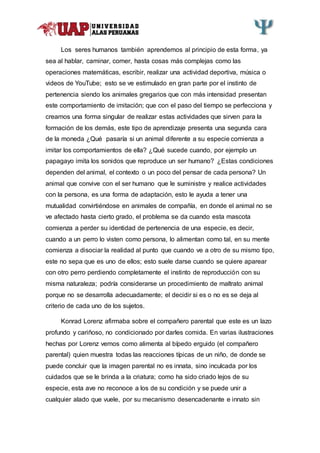 Los seres humanos también aprendemos al principio de esta forma, ya
sea al hablar, caminar, comer, hasta cosas más complejas como las
operaciones matemáticas, escribir, realizar una actividad deportiva, música o
videos de YouTube; esto se ve estimulado en gran parte por el instinto de
pertenencia siendo los animales gregarios que con más intensidad presentan
este comportamiento de imitación; que con el paso del tiempo se perfecciona y
creamos una forma singular de realizar estas actividades que sirven para la
formación de los demás, este tipo de aprendizaje presenta una segunda cara
de la moneda ¿Qué pasaría si un animal diferente a su especie comienza a
imitar los comportamientos de ella? ¿Qué sucede cuando, por ejemplo un
papagayo imita los sonidos que reproduce un ser humano? ¿Estas condiciones
dependen del animal, el contexto o un poco del pensar de cada persona? Un
animal que convive con el ser humano que le suministre y realice actividades
con la persona, es una forma de adaptación, esto le ayuda a tener una
mutualidad convirtiéndose en animales de compañía, en donde el animal no se
ve afectado hasta cierto grado, el problema se da cuando esta mascota
comienza a perder su identidad de pertenencia de una especie, es decir,
cuando a un perro lo visten como persona, lo alimentan como tal, en su mente
comienza a disociar la realidad al punto que cuando ve a otro de su mismo tipo,
este no sepa que es uno de ellos; esto suele darse cuando se quiere aparear
con otro perro perdiendo completamente el instinto de reproducción con su
misma naturaleza; podría considerarse un procedimiento de maltrato animal
porque no se desarrolla adecuadamente; el decidir si es o no es se deja al
criterio de cada uno de los sujetos.
Konrad Lorenz afirmaba sobre el compañero parental que este es un lazo
profundo y cariñoso, no condicionado por darles comida. En varias ilustraciones
hechas por Lorenz vemos como alimenta al bípedo erguido (el compañero
parental) quien muestra todas las reacciones típicas de un niño, de donde se
puede concluir que la imagen parental no es innata, sino inculcada por los
cuidados que se le brinda a la criatura; como ha sido criado lejos de su
especie, esta ave no reconoce a los de su condición y se puede unir a
cualquier alado que vuele, por su mecanismo desencadenante e innato sin
 