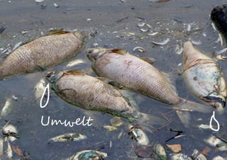 Umwelt
 