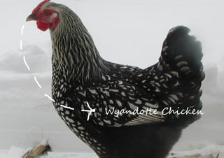 Wyandotte Chicken
 