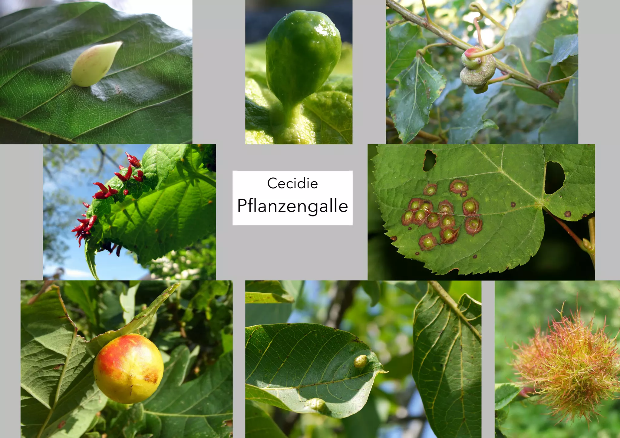 Cecidie
Pflanzengalle