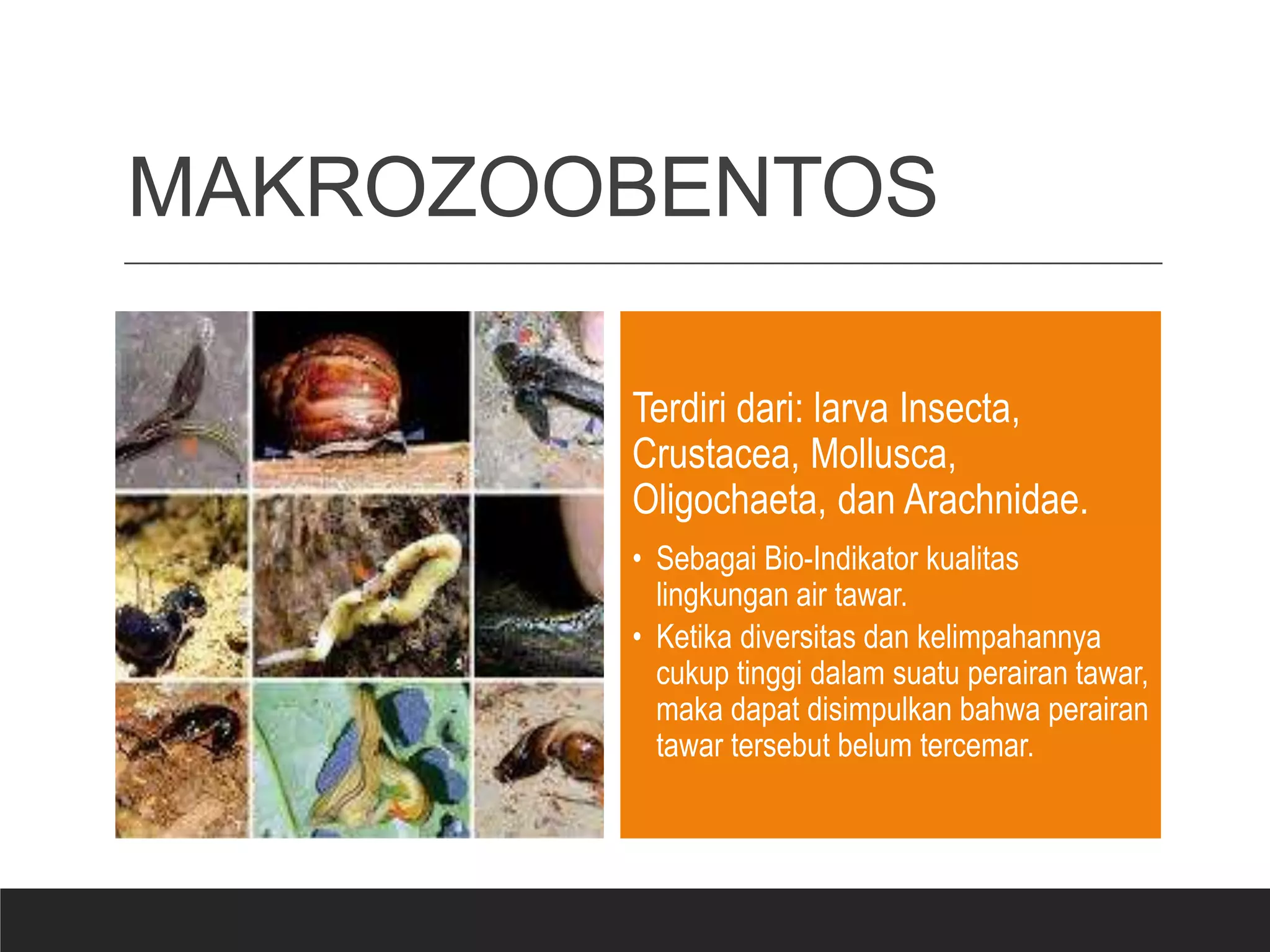 Konsep bioindikator dan contoh bioindokator (ppt) | PPTX