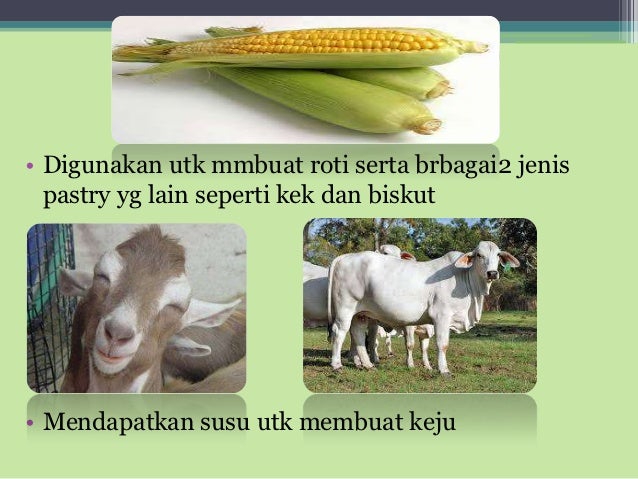 Konsep dan sistem ekonomi tamadun mesir