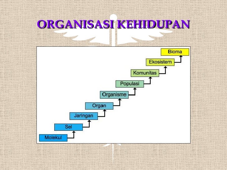 Konsep dasar biologi