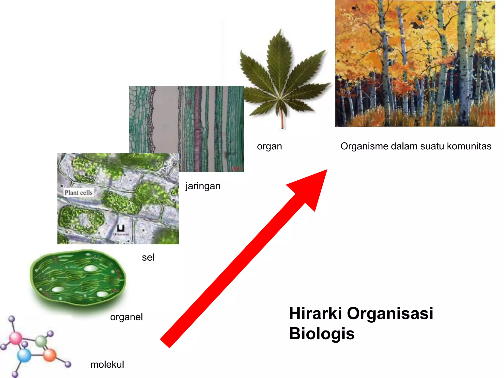 Konsep_Dasar_Biologi.ppt