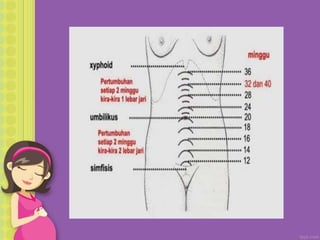 Konsep dasar kehamilan | PPT