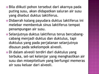  Bila

diikuti pohon tersebut dari akarnya pada
puting susu, akan didapatkan saluran air susu
yang disebut duktus laktiferus.
 Didaerah kalang payudara duktus laktiferus ini
melebar membentuk sinus laktiferus tempat
penampungan air susu.
 Selanjutnya duktus laktiferus terus bercabangcabang menjadi duktus dan duktulus, tapi
duktulus yang pada perjalanan selanjutnya
disusun pada sekelompok alveoli.
 Di dalam alveoli terdiri dari duktulus yang
terbuka, sel-sel kelenjar yang menghasilkan air
susu dan mioepitelium yang berfungsi memeras
air susu keluar dari alveoli.

 