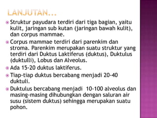  Struktur

payudara terdiri dari tiga bagian, yaitu
kulit, jaringan sub kutan (jaringan bawah kulit),
dan corpus mammae.
 Corpus mammae terdiri dari parenkim dan
stroma. Parenkim merupakan suatu struktur yang
terdiri dari Duktus Laktiferus (duktus), Duktulus
(duktulli), Lobus dan Alveolus.
 Ada 15-20 duktus laktiferus.
 Tiap-tiap duktus bercabang menjadi 20-40
duktuli.
 Duktulus bercabang menjadi 10-100 alveolus dan
masing-masing dihubungkan dengan saluran air
susu (sistem duktus) sehingga merupakan suatu
pohon.

 