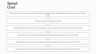 Spinal
Cord
Sekumpulan inti sel saraf motorik viseral berada pada tanduk lateral dinamakan Lateral Horn Cell (LHC)
Sekumpulan inti sel saraf sensorik berada pada tanduk belakang dinamakan Posterior Horn Cell (PHC)
Sekumpulan inti sel saraf motorik berada pada tanduk depan dinamakan Anterior Horn Cell (AHC)
Pada pembelahan melintang spinal cord, terdapat grey matter yang berbentuk seperti kupu-kupu atau huruf H
Terdapat 31 pasang saraf spinal (saraf tepi)
Besar diameter rata-rata spinal cord seukuran dengan jari jempol, namun ada pelebaran diameter pada segmen cervical dan
lumbal
 