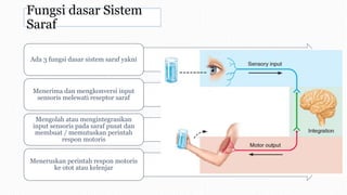 Fungsi dasar Sistem
Saraf
Ada 3 fungsi dasar sistem saraf yakni
Menerima dan mengkonversi input
sensoris melewati reseptor saraf
Mengolah atau mengintegrasikan
input sensoris pada saraf pusat dan
membuat / memutuskan perintah
respon motoris
Meneruskan perintah respon motoris
ke otot atau kelenjar
 
