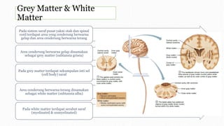 Grey Matter & White
Matter
Pada sistem saraf pusat yakni otak dan spinal
cord terdapat area yeng cenderung berwarna
gelap dan area cenderung berwarna terang
Area cenderung berwarna gelap dinamakan
sebagai grey matter (subtansia grisea)
Pada grey matter terdapat sekumpulan inti sel
(cell body) saraf
Area cenderung berwarna terang dinamakan
sebagai white matter (subtansia alba)
Pada white matter terdapat serabut saraf
(myelinated & unmyelinated)
 