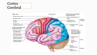 Cortex
Cerebral
 