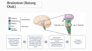 Brainstem (Batang
Otak)
Brainstem terdiri
dari 3 bagian,
midbrain, pons
dan medulla
oblongata
Terdapat nucleus/
inti sel saraf yang
memiliki fungsi
khusus yang tidak
dimiliki oleh inti
sel saraf di spinal
cord
Automatic
behavior berguna
untuk
mempertahankan
kelangsungan
hidup (survival)
Tempat
dilewatinya
traktus
 