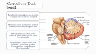 Cerebellum (Otak
kecil)
Terletak dibelakang pons dan medulla
oblongata dibawah lobus occipital
Menerima input dari korteks motorik
cerebral, brainstem dan spinal cord
Terbagi menjadi 3 lobus, lobus
anterior, lobus posterior dan lobus
flocculonodular
Fungsi utama kontrol tonus otot
(anterior), koordinasi gerakan
(posterior) dan keseimbangan
(flocculonodular)
 